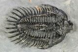 Spiny Comura Trilobite - Ofaten, Morocco #245916-4